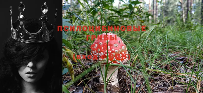 Псилоцибиновые грибы Psilocybine cubensis  mega зеркало  Велиж 